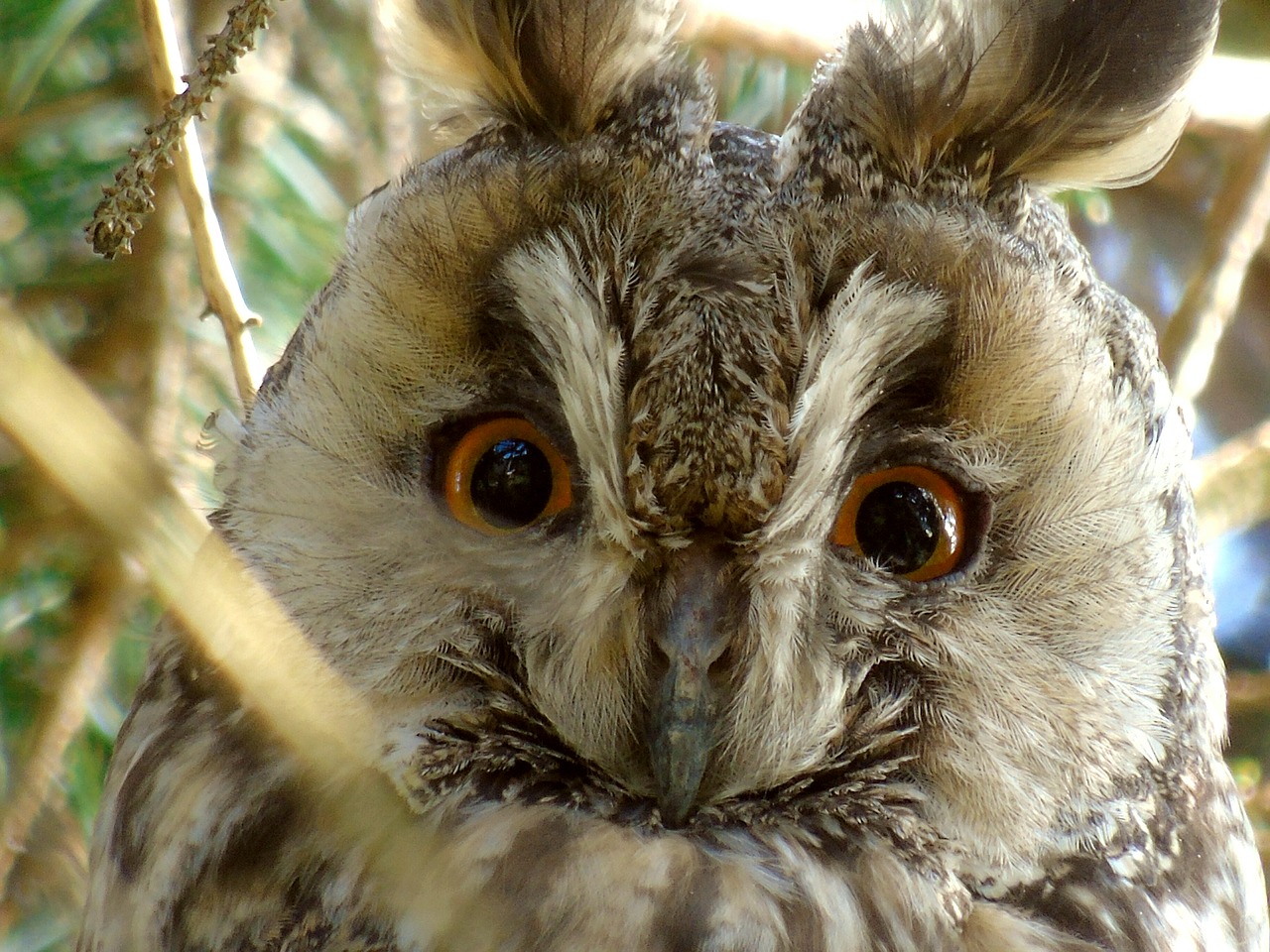 owl  long eared owl  forest free photo