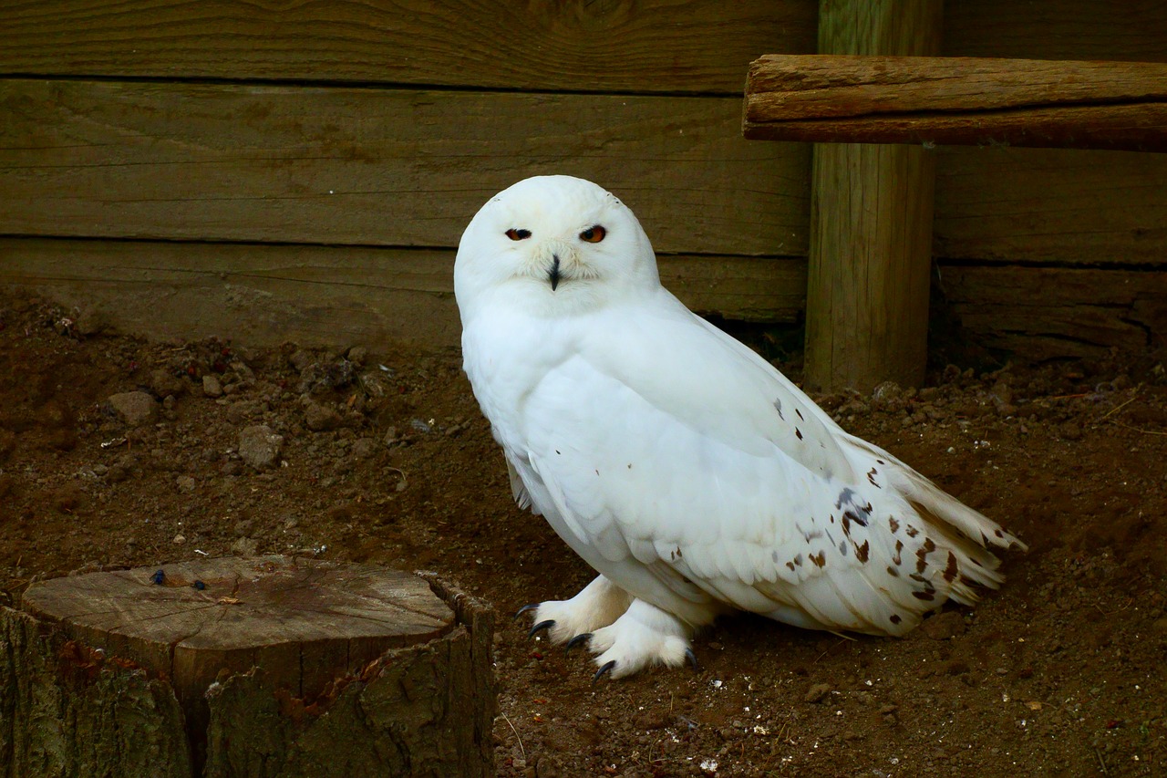 owl  civettadellenevi  bird free photo