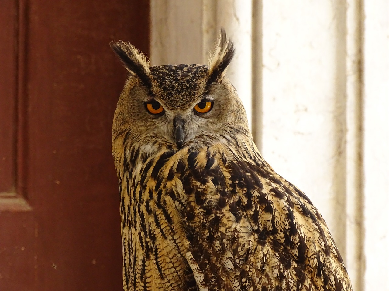 owl  animal  eyes free photo