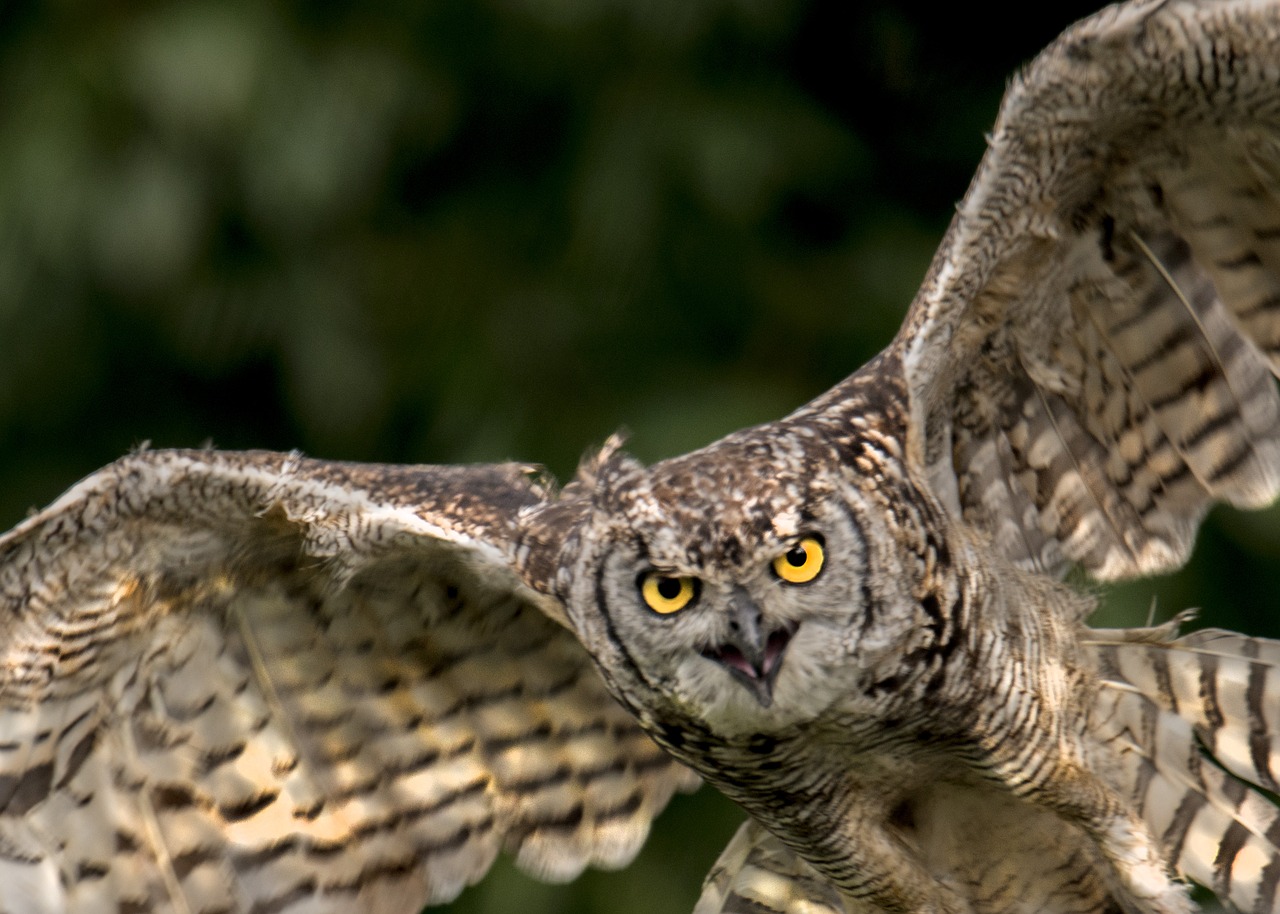 owl  bird  animal world free photo