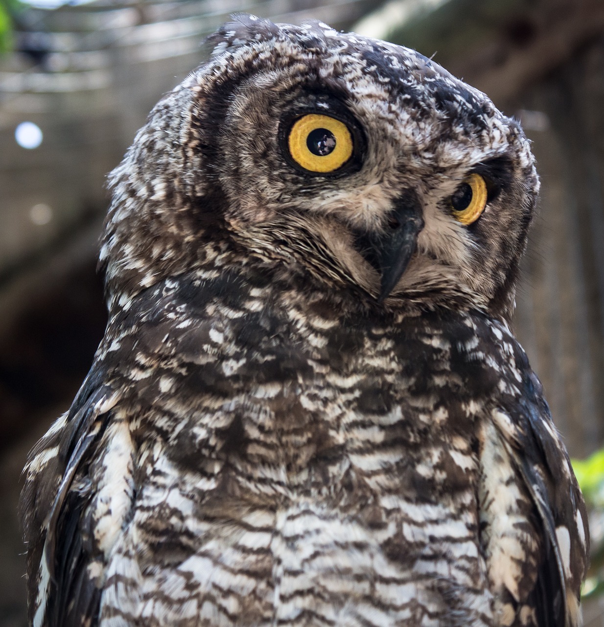 owl  wisdom  nature free photo