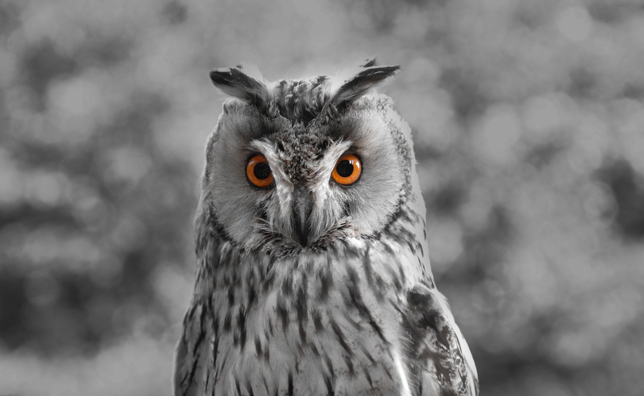 owl  orange  eyes free photo