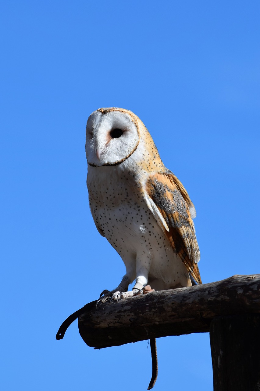 owl  white  perched free photo