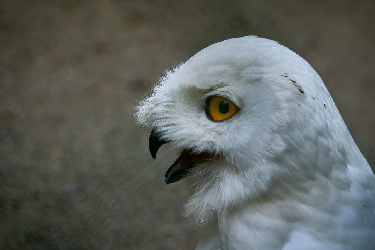 owl  snowy owl  eye free photo