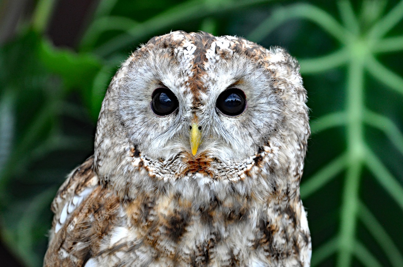 owl  birds of prey  bird free photo