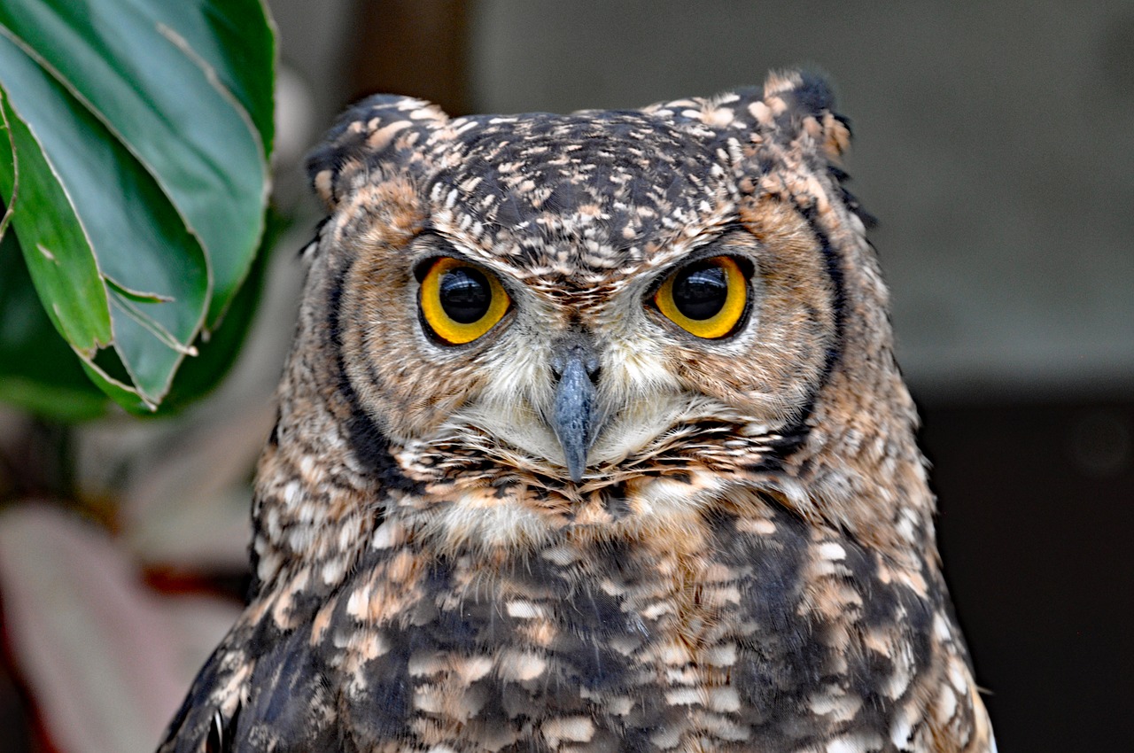 owl  bird  animal free photo