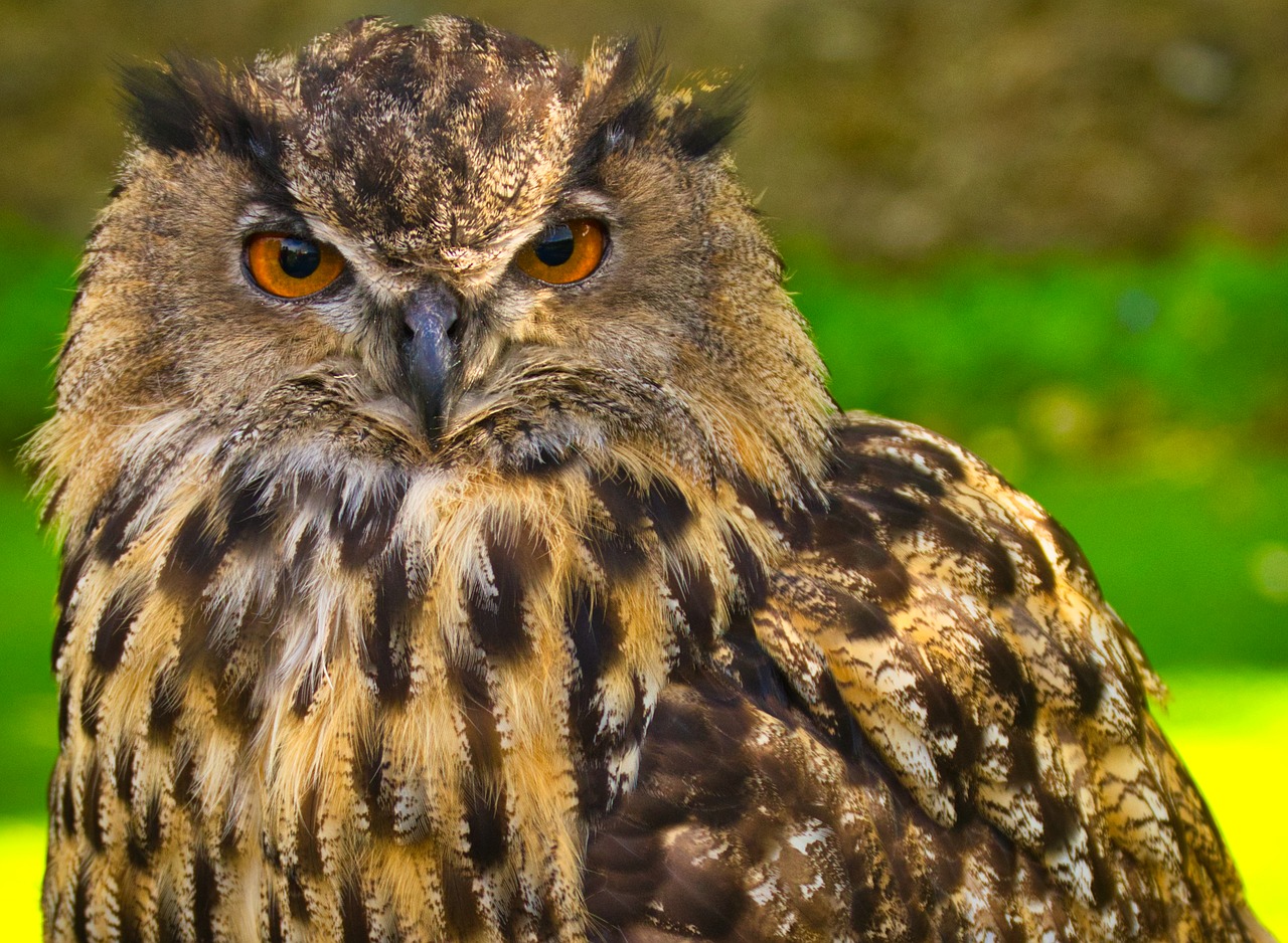 owl  nature  bird of prey free photo