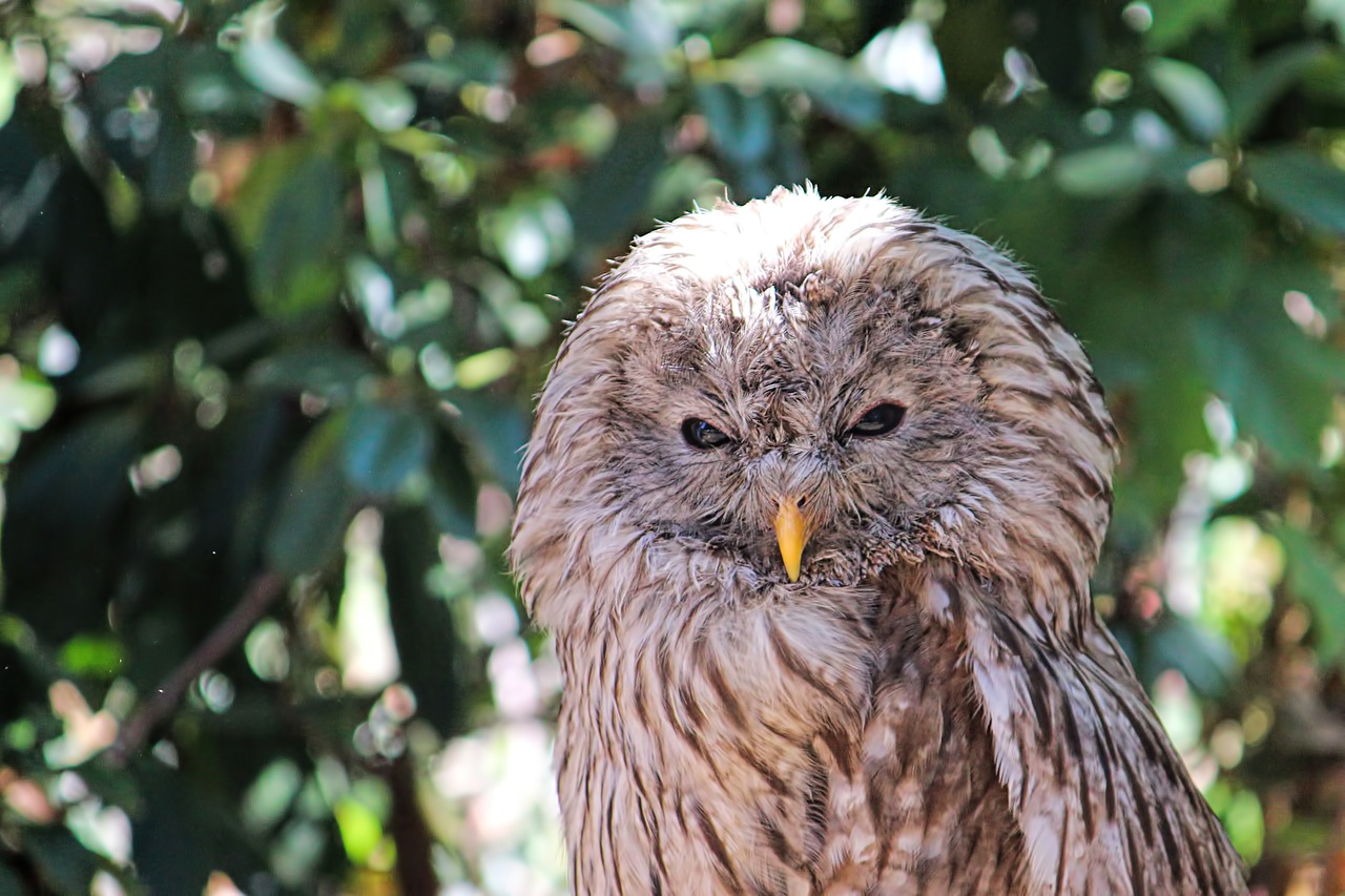 owl  bird of prey  raptor free photo