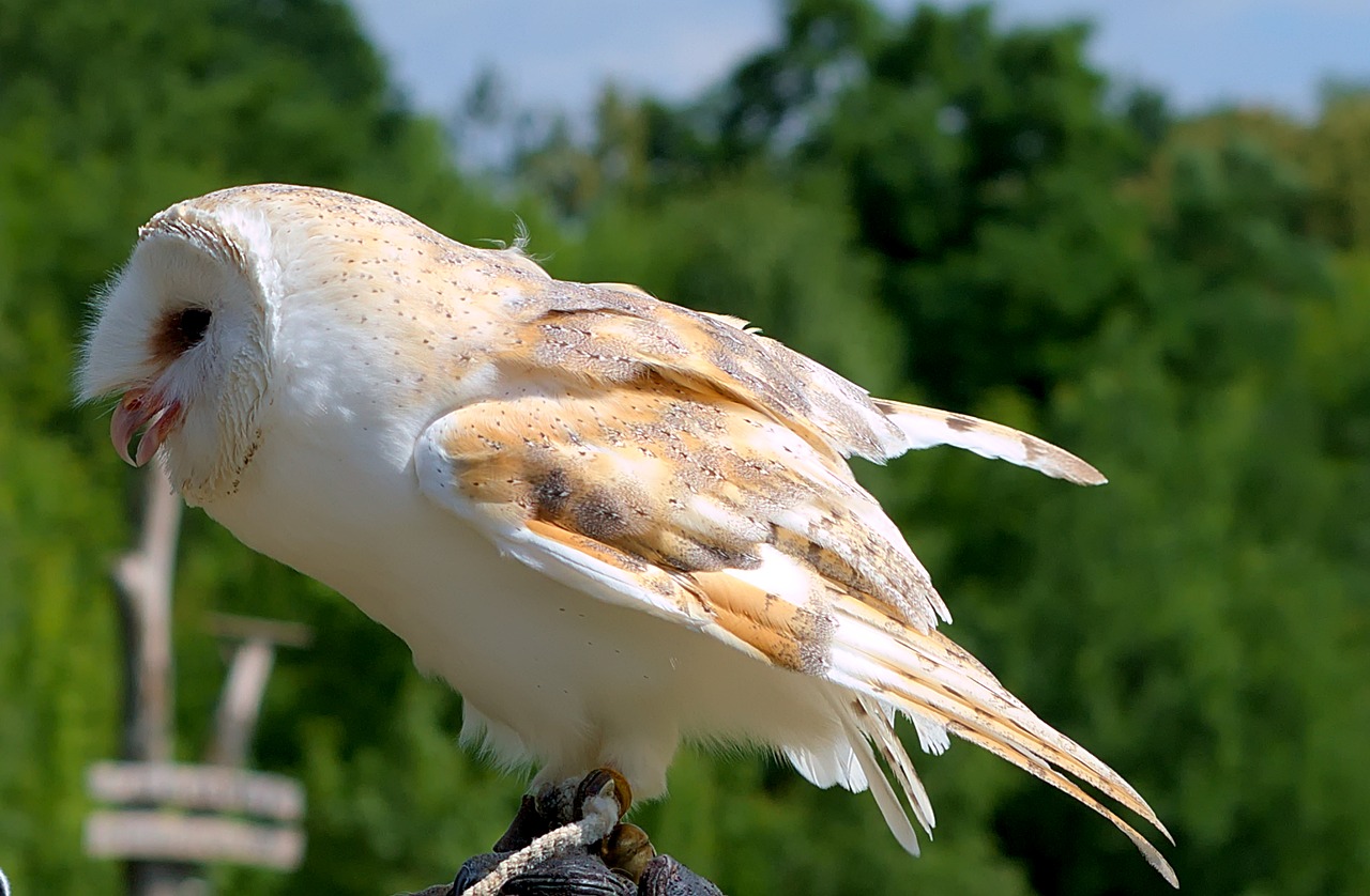 owl  white  animal free photo