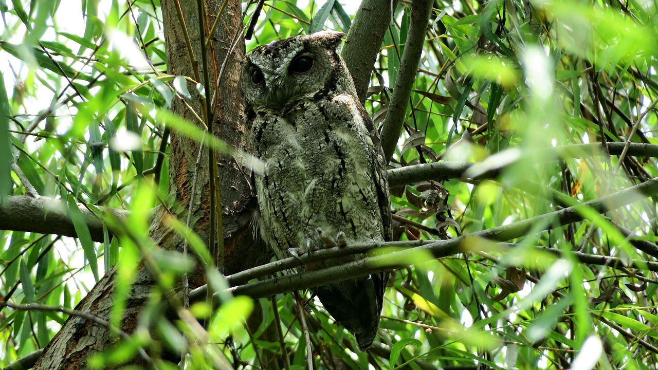owl  bird  nocturnal free photo