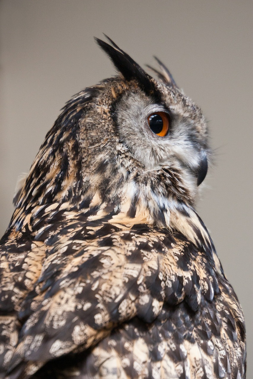 owl wildlife plumage free photo