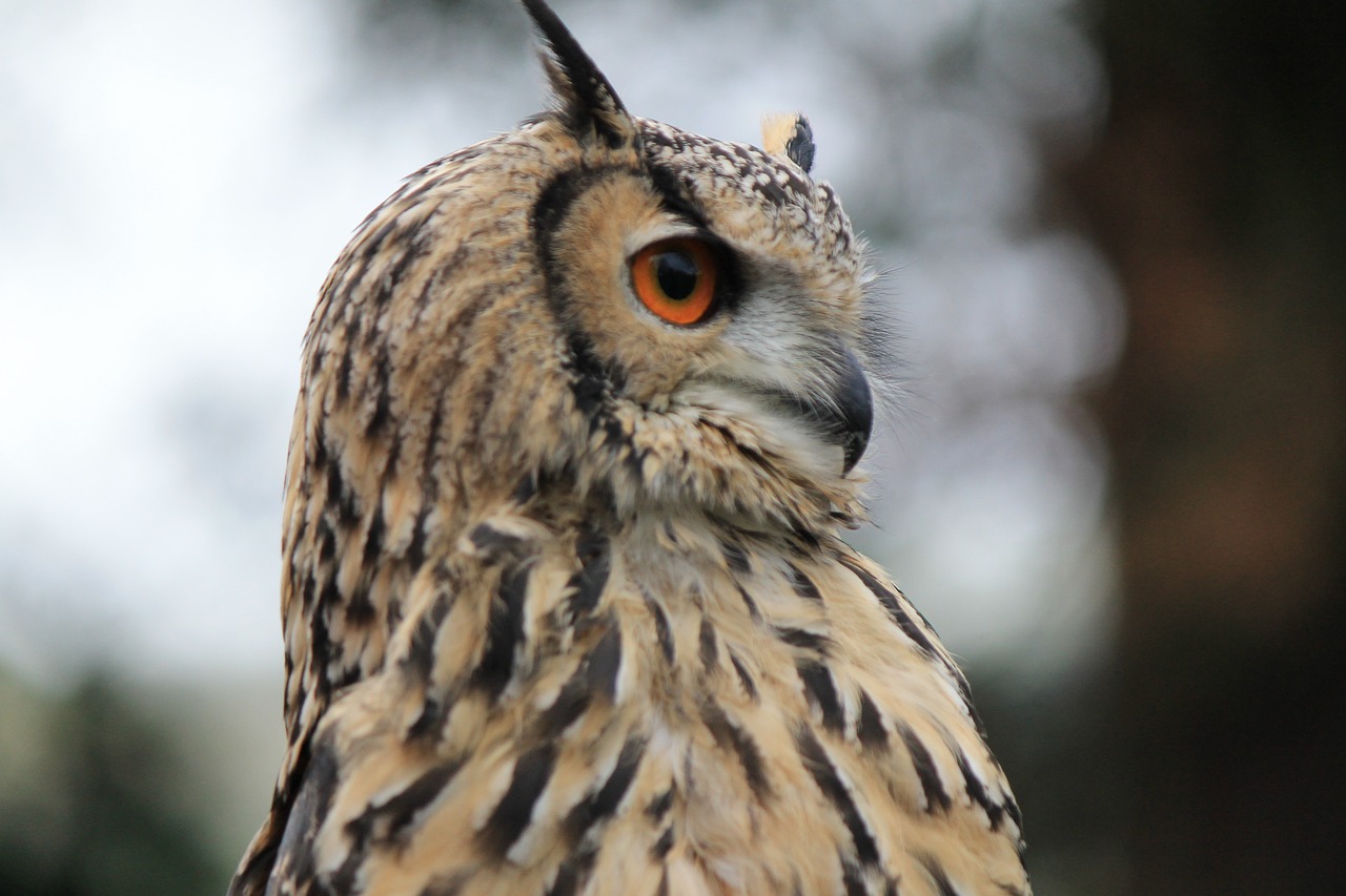 owl  eagle owl  eagle-owl free photo