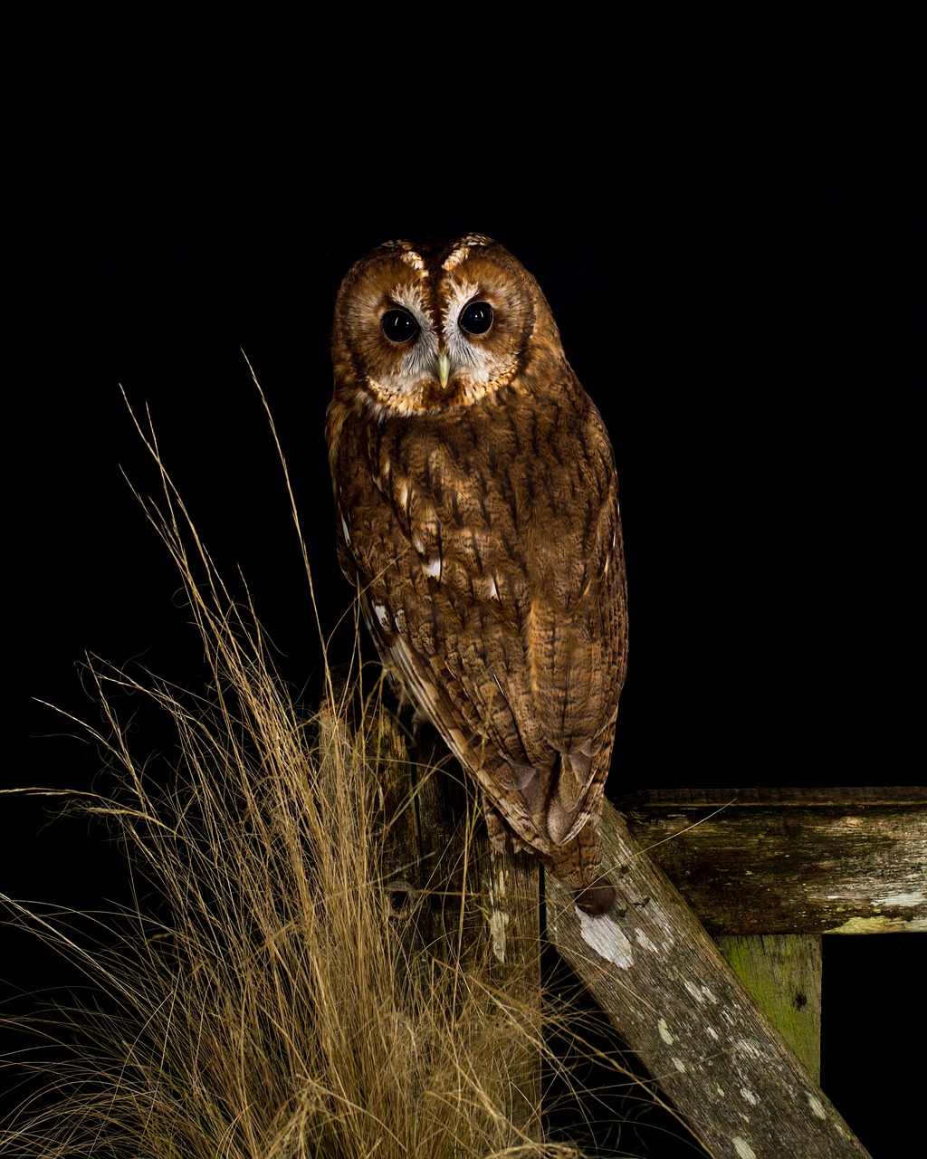 owl  bird  night free photo
