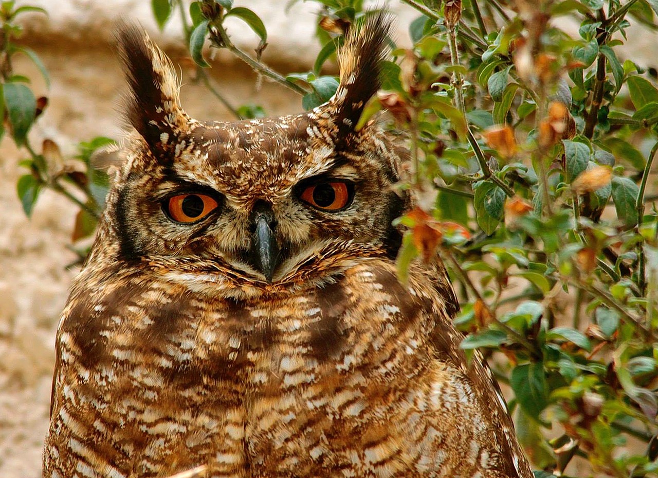 owl  south africa  bird free photo