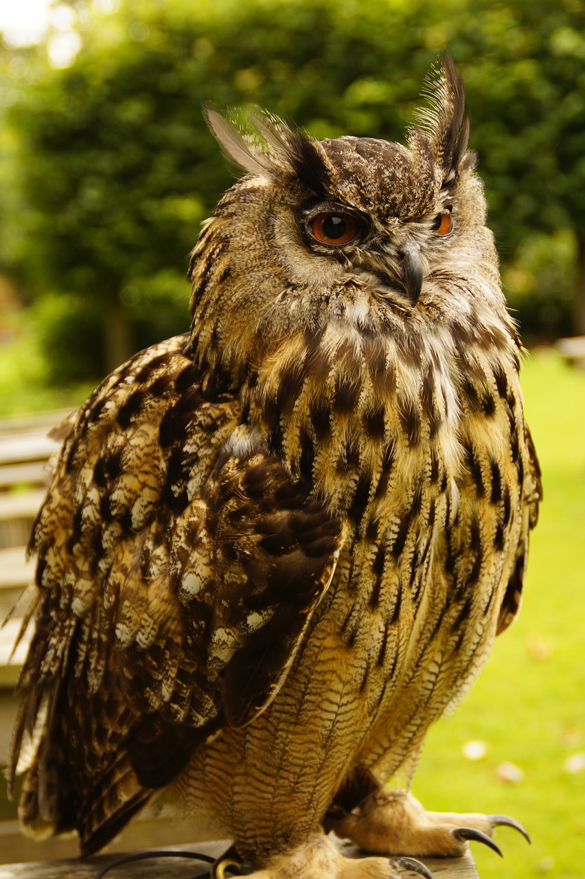 owl  eagle owl  falconry free photo