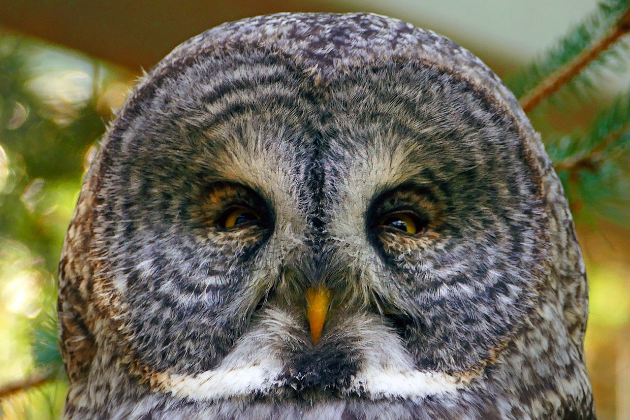 owl  great grey  head free photo