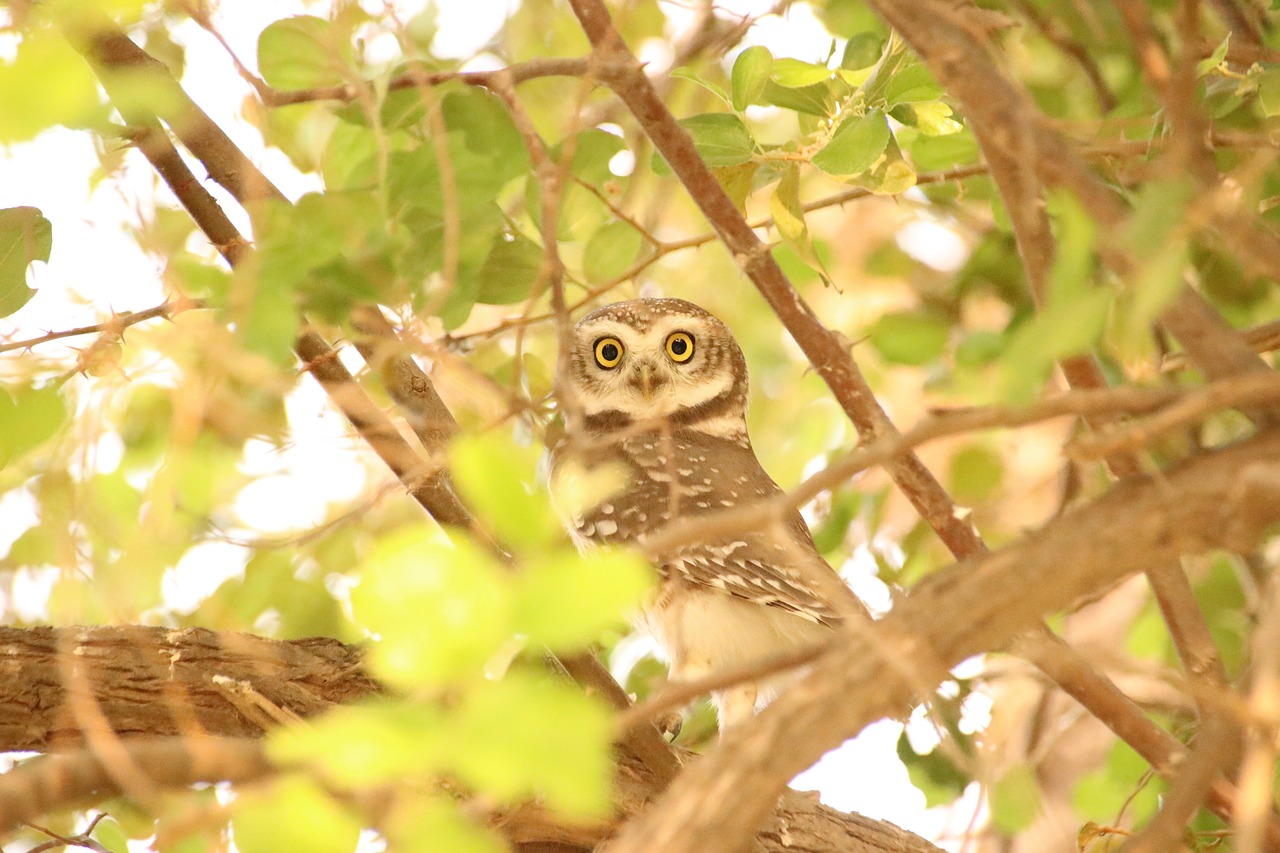 owl  bird  hiding free photo