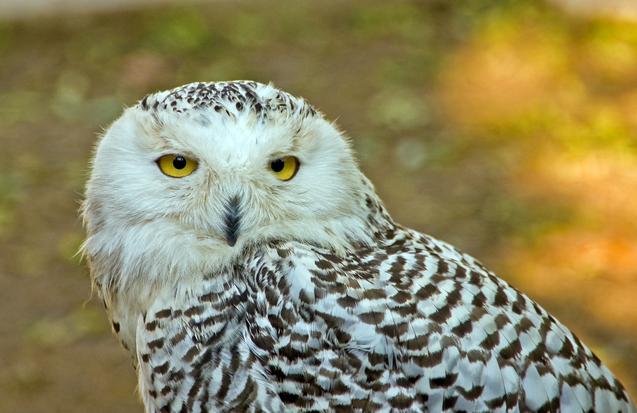 owl  nature  bird free photo