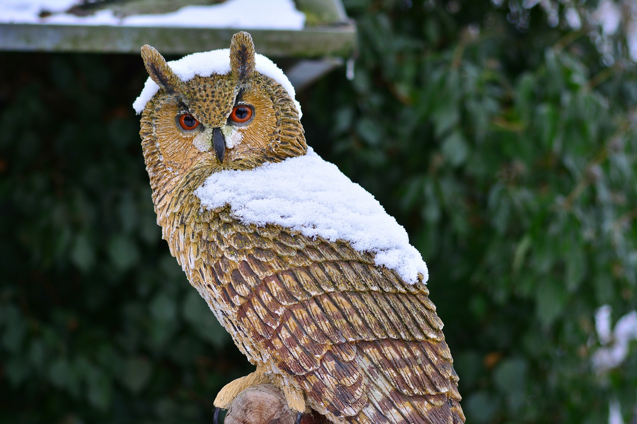 owl  bird  bird of prey decoration free photo