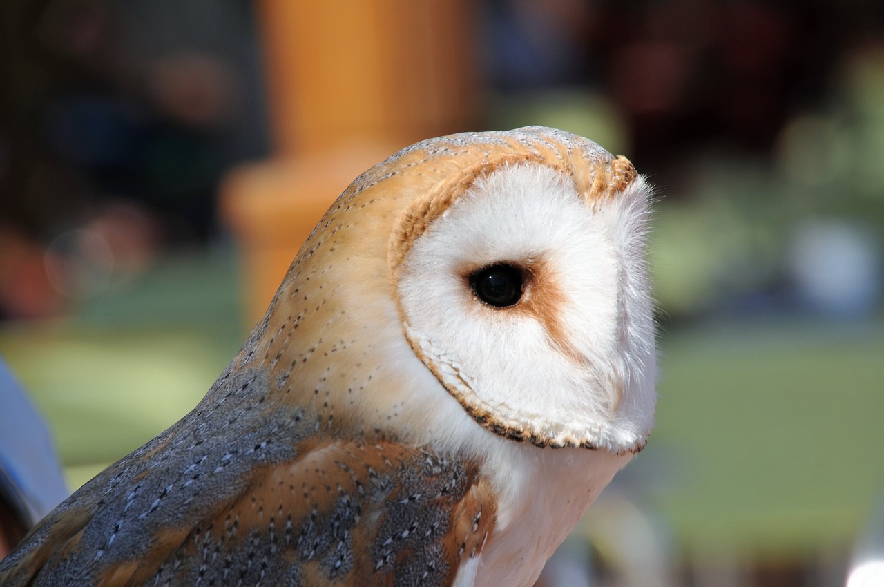 owl  raptor  bird free photo