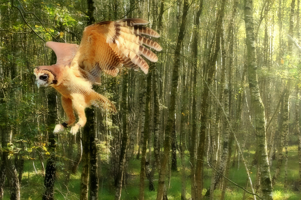 owl  flight  forest free photo