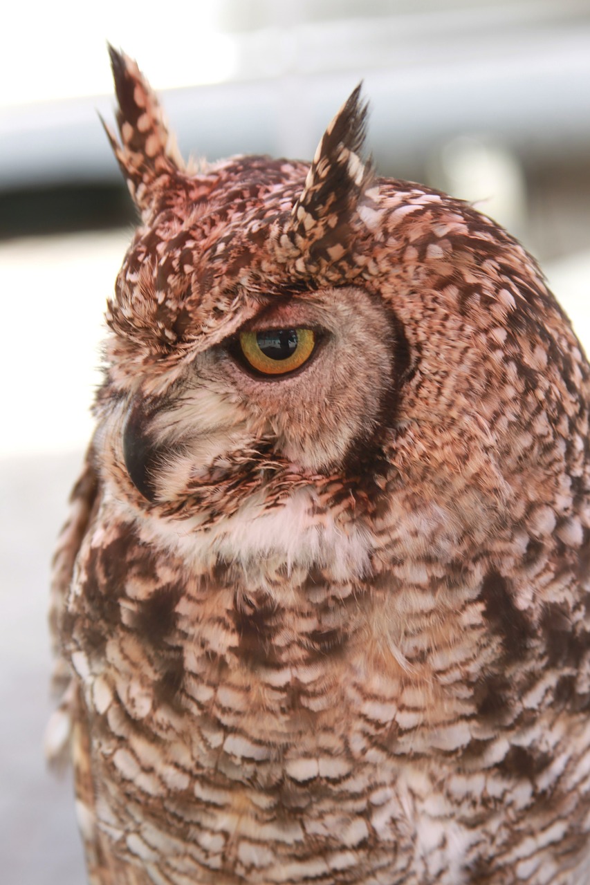 owl horned bird free photo