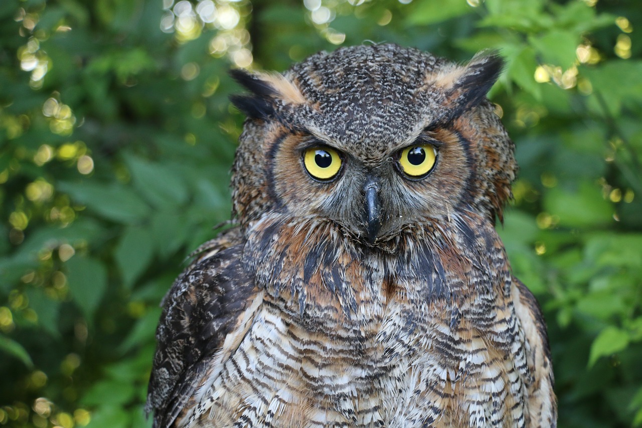 owl  great horned owl  nature free photo