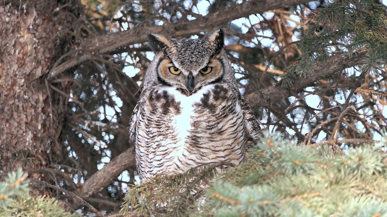 owl  great horned  nature free photo