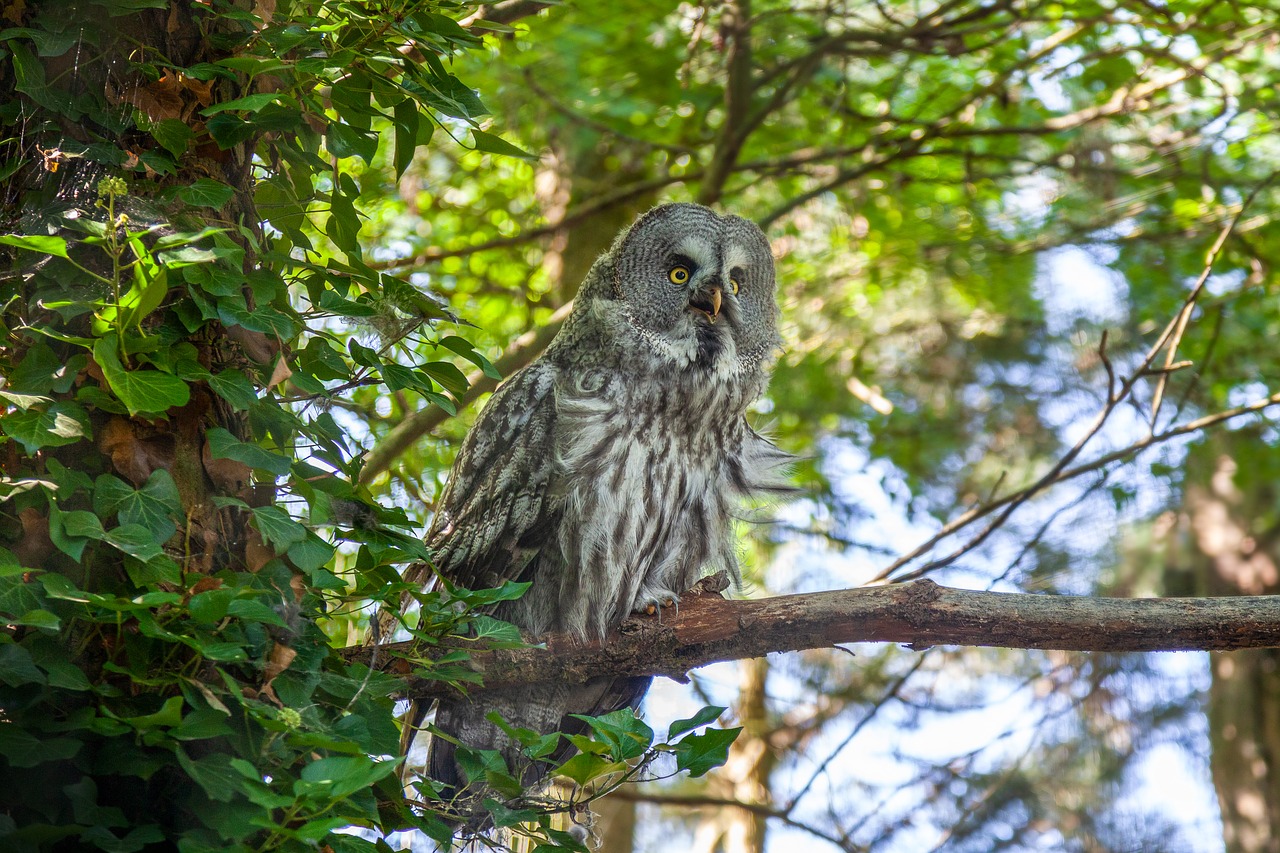 owl  grey  forest free photo