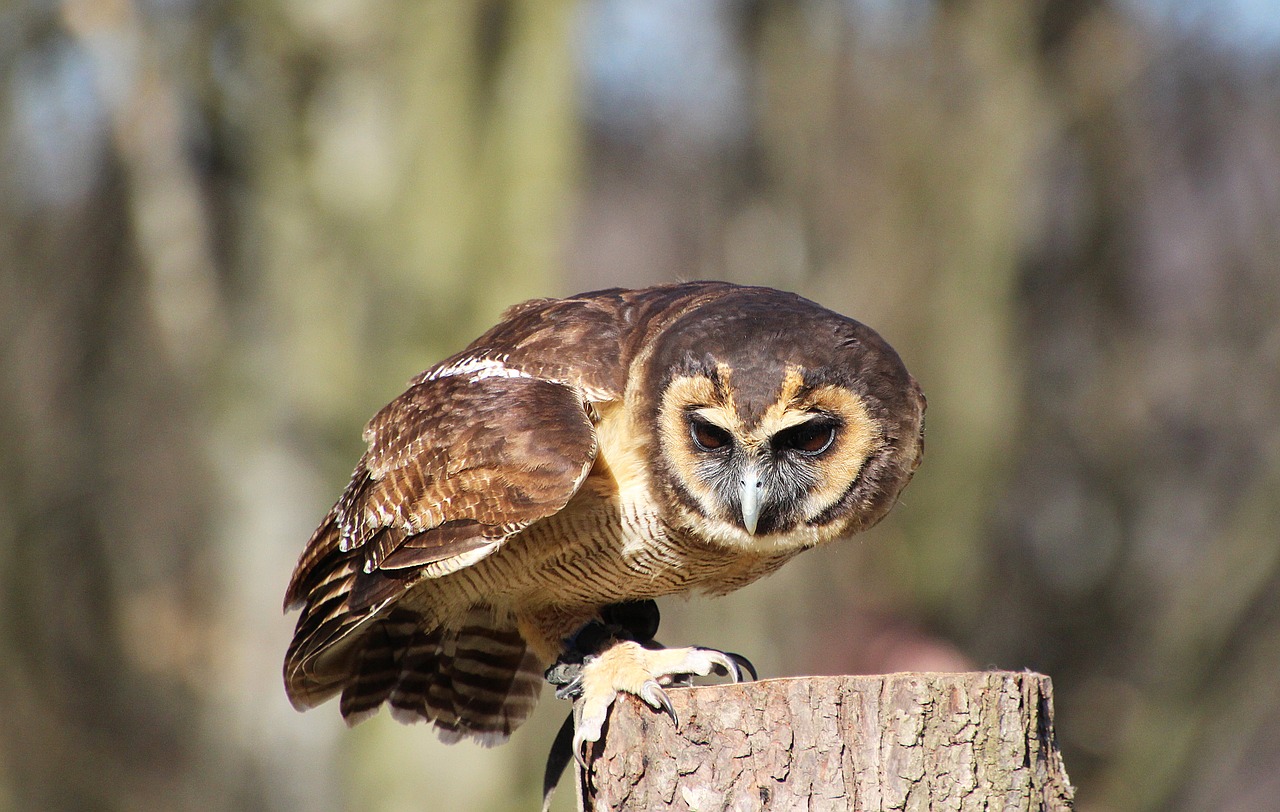 owl  bird  nature free photo