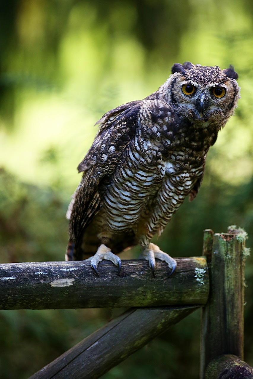 owl  gate  birds free photo