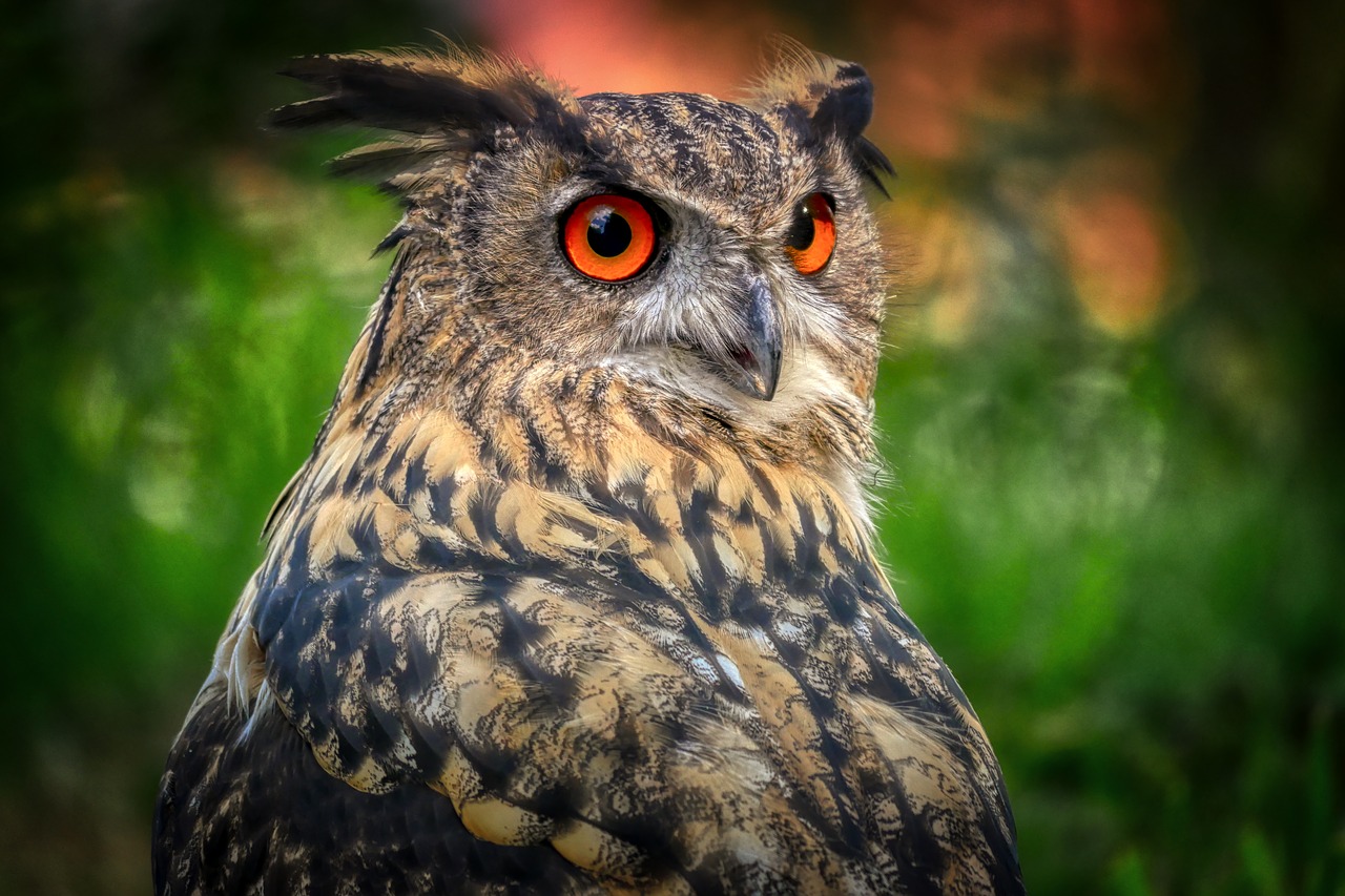 owl  eagle owl  bird free photo