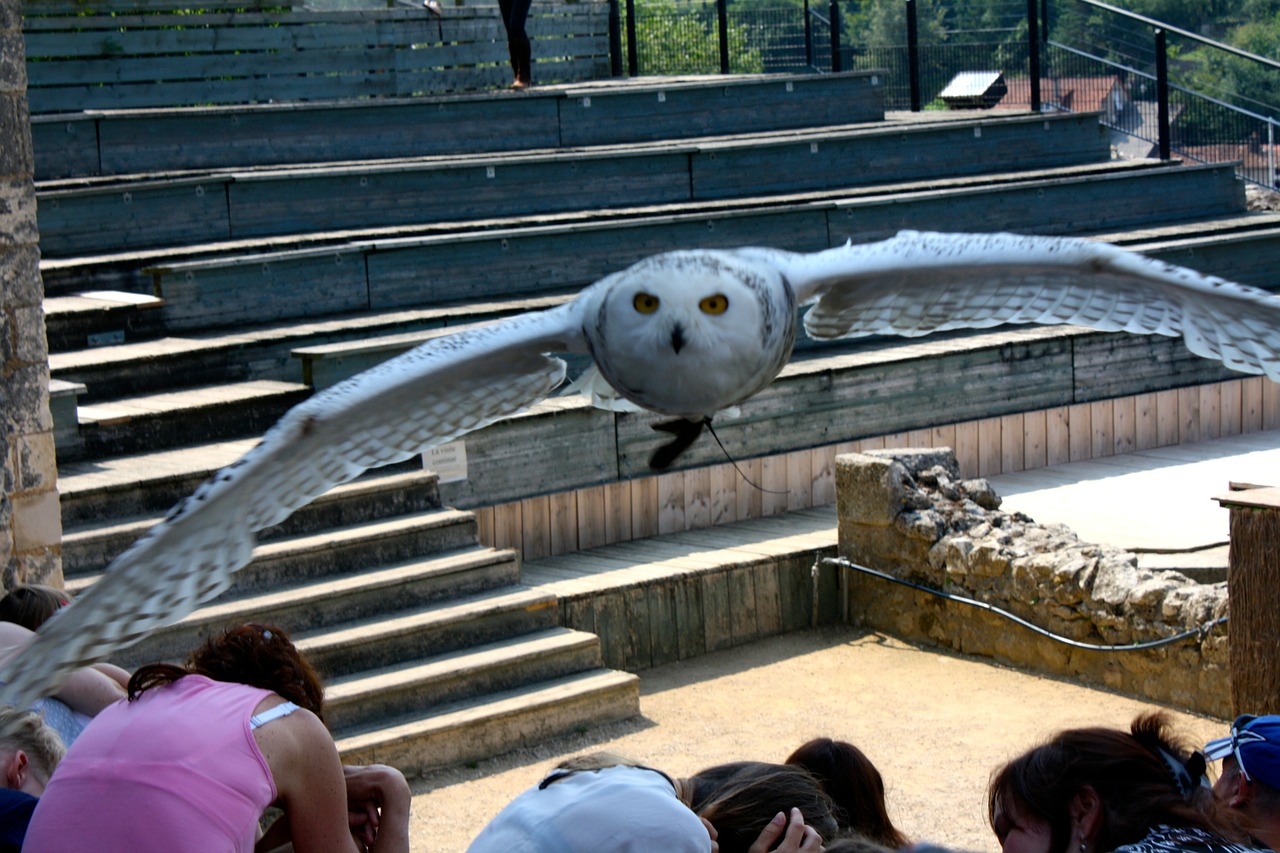 owl snowy owl owl flight free photo