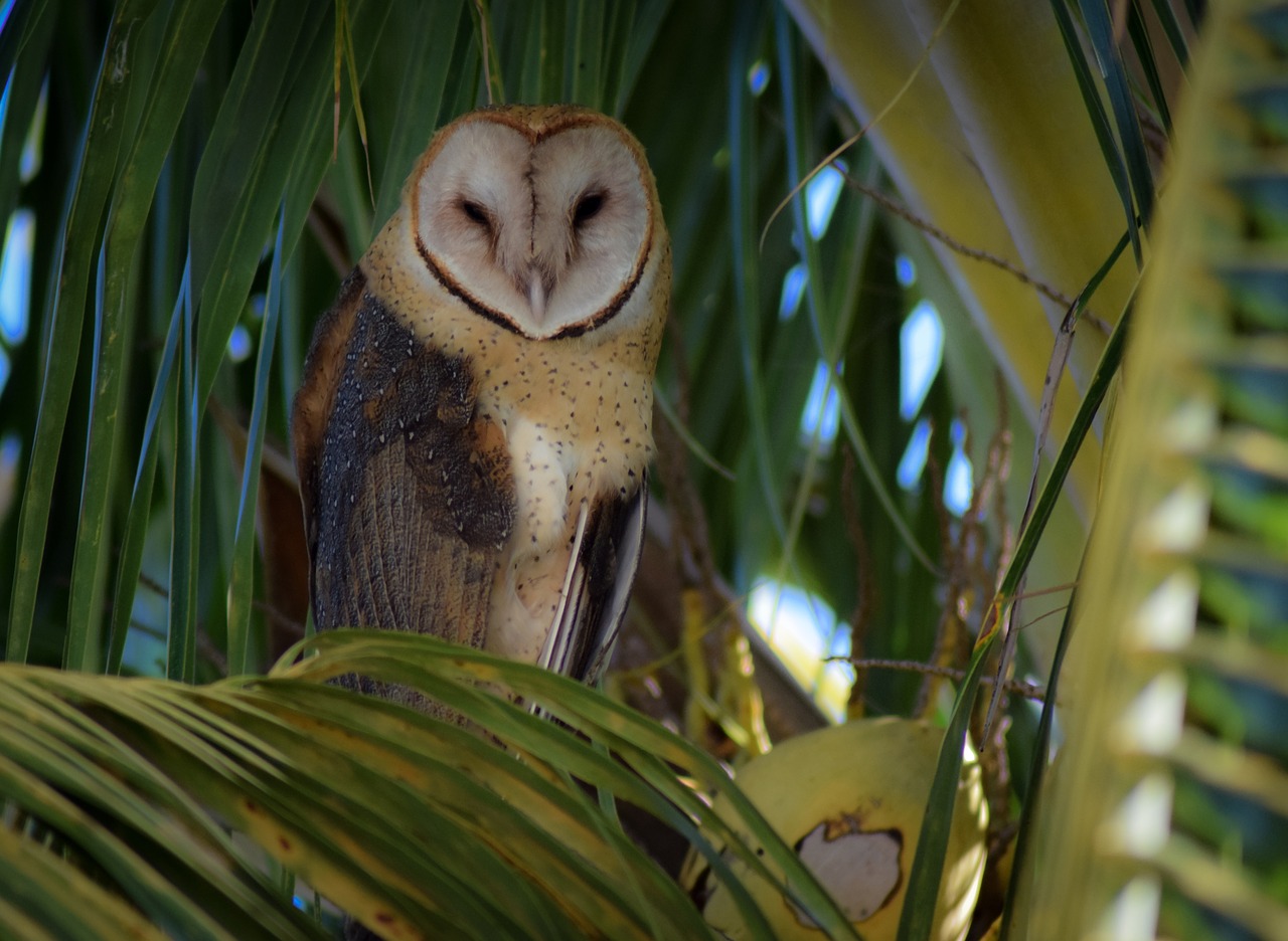 owl  bird  nature free photo