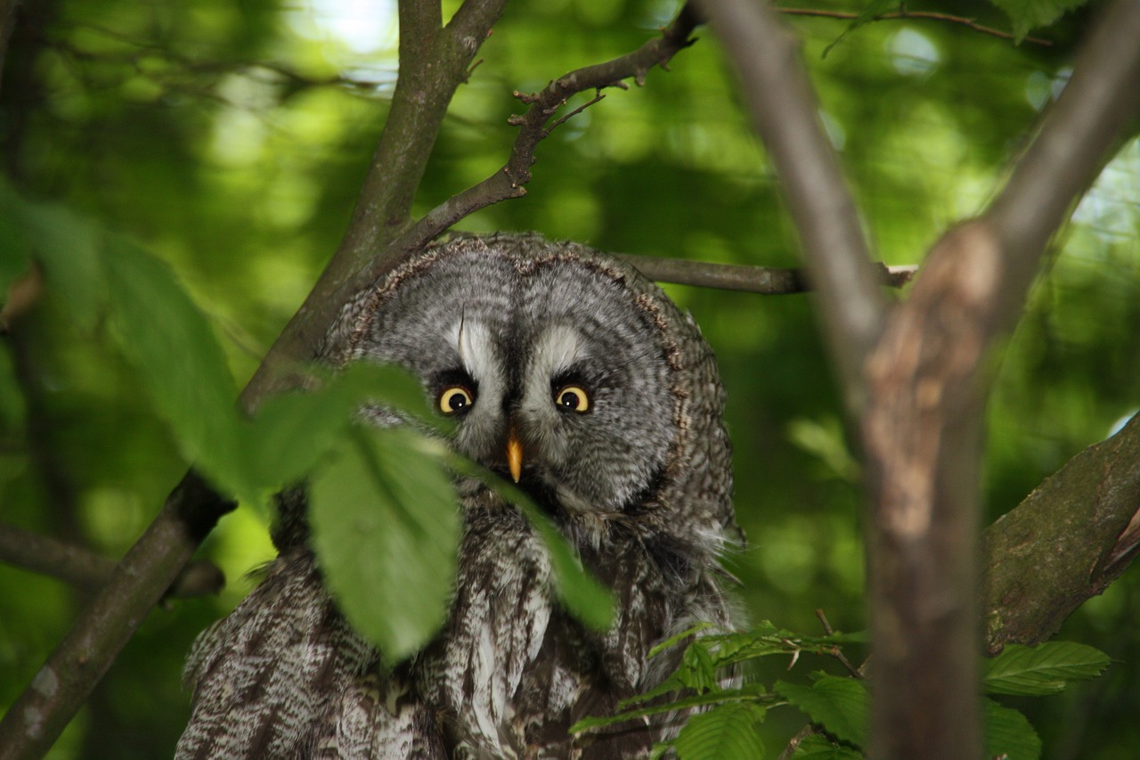 owl  eagle owl  bird free photo