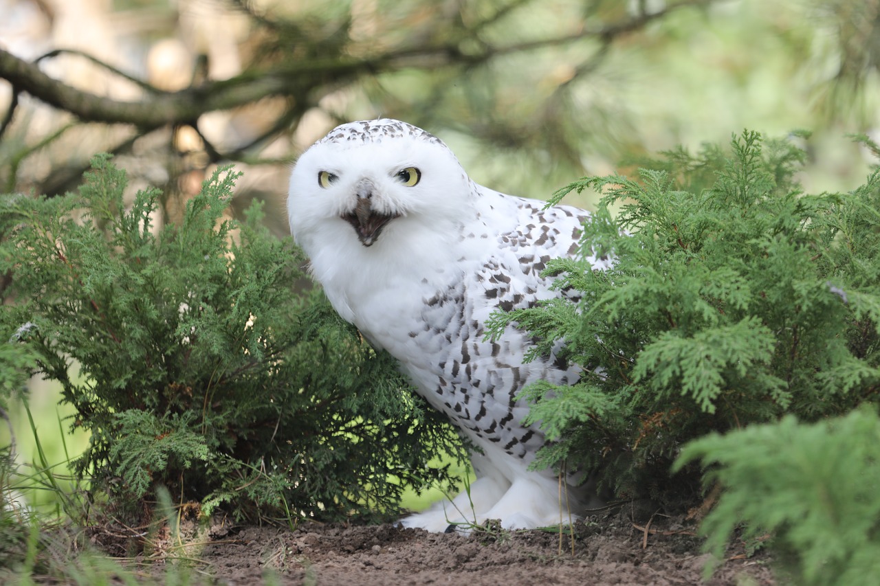 owl  zoo  night free photo