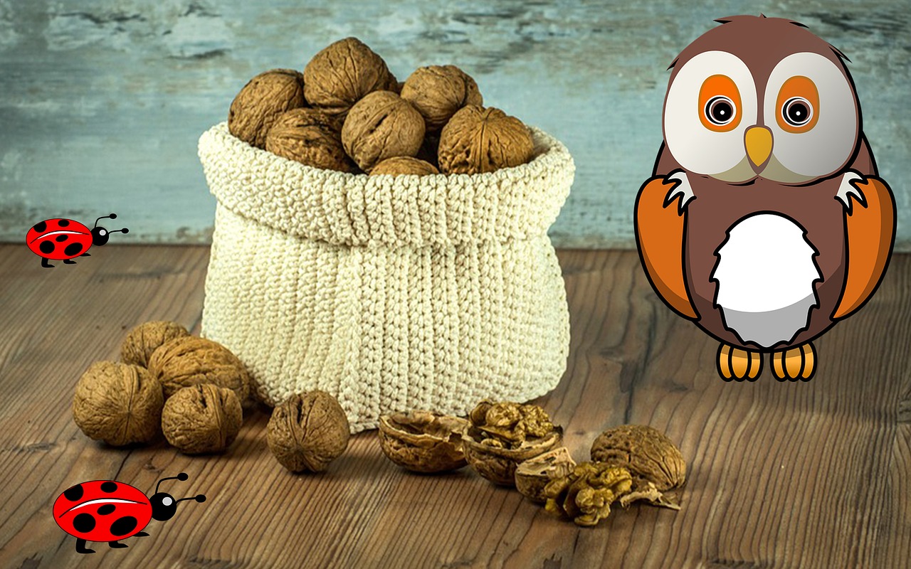 owl  walnuts  nut free photo