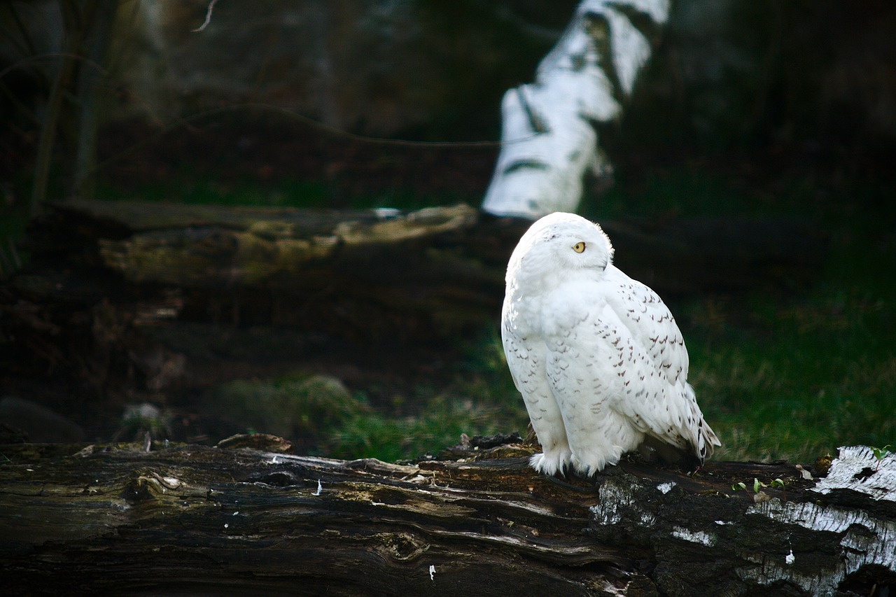 owl  wildlife  animal free photo