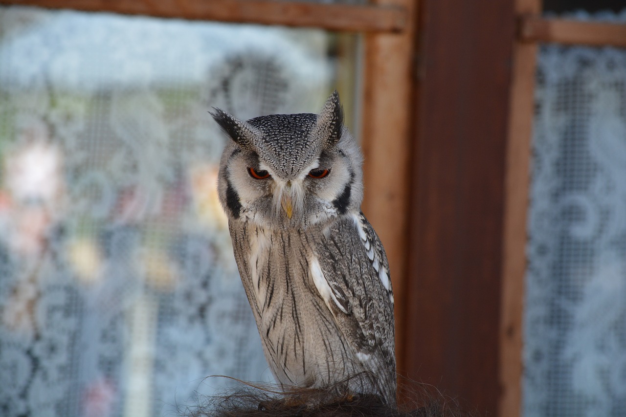 owl  bird  falconry free photo