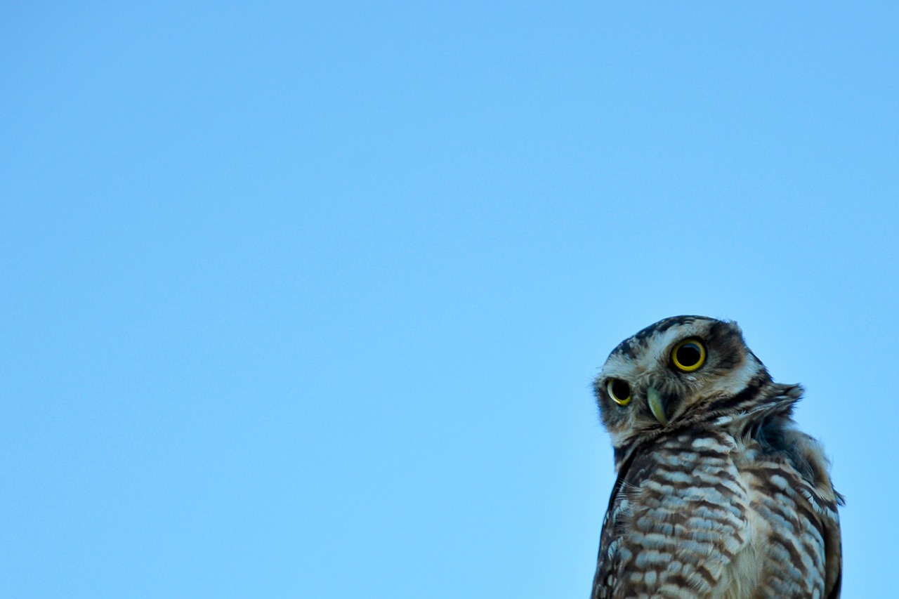 owl  sky  nature free photo