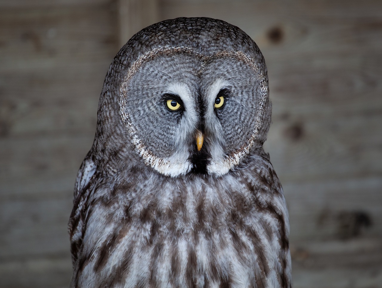owl  yellow eyed owl  grey owl free photo