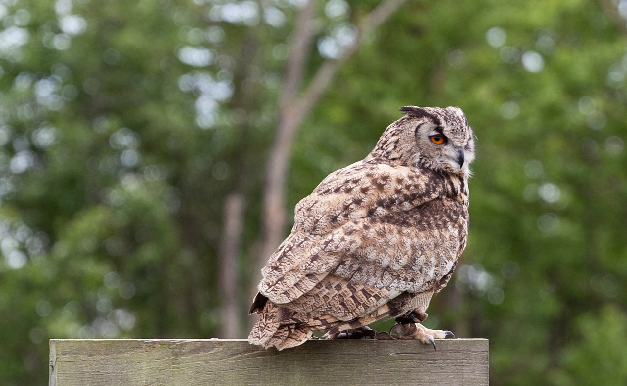 owl  tawney owl  feathers free photo