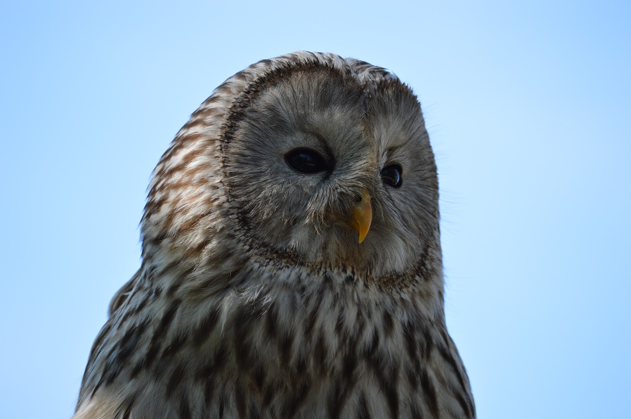 owl  bird  nature free photo