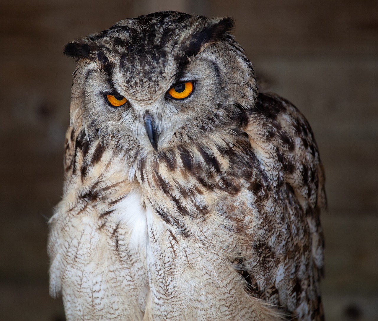 owl  raptor  feathers free photo