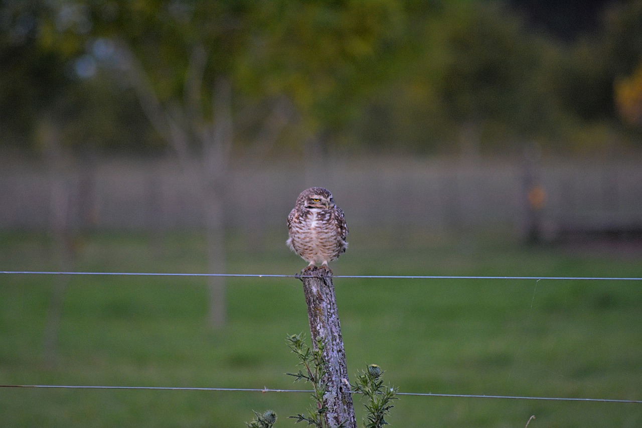 owl  ave  nature free photo