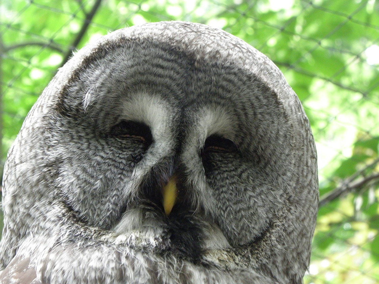 owl head bird free photo