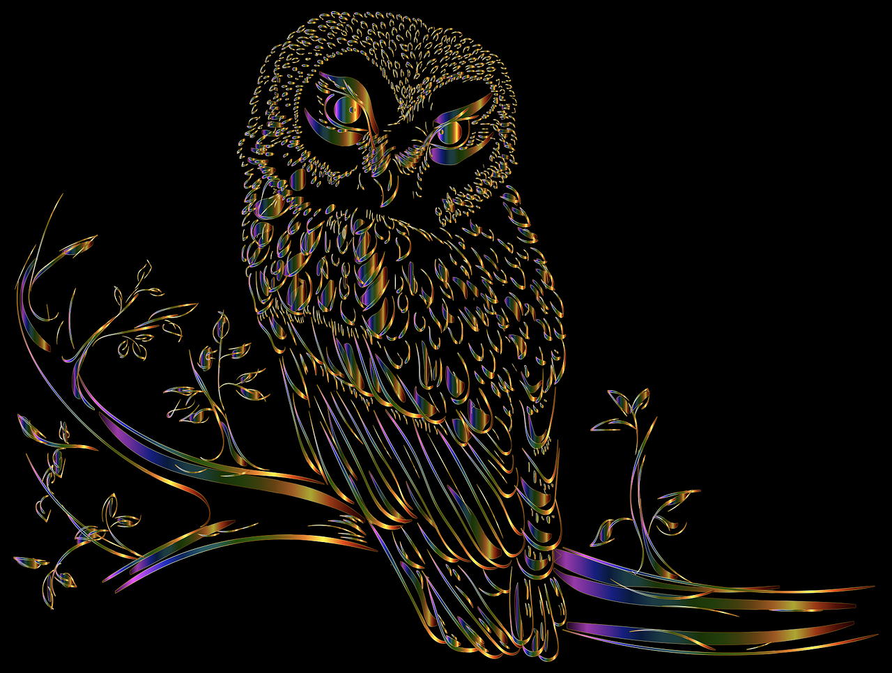 owl  bird  line art free photo