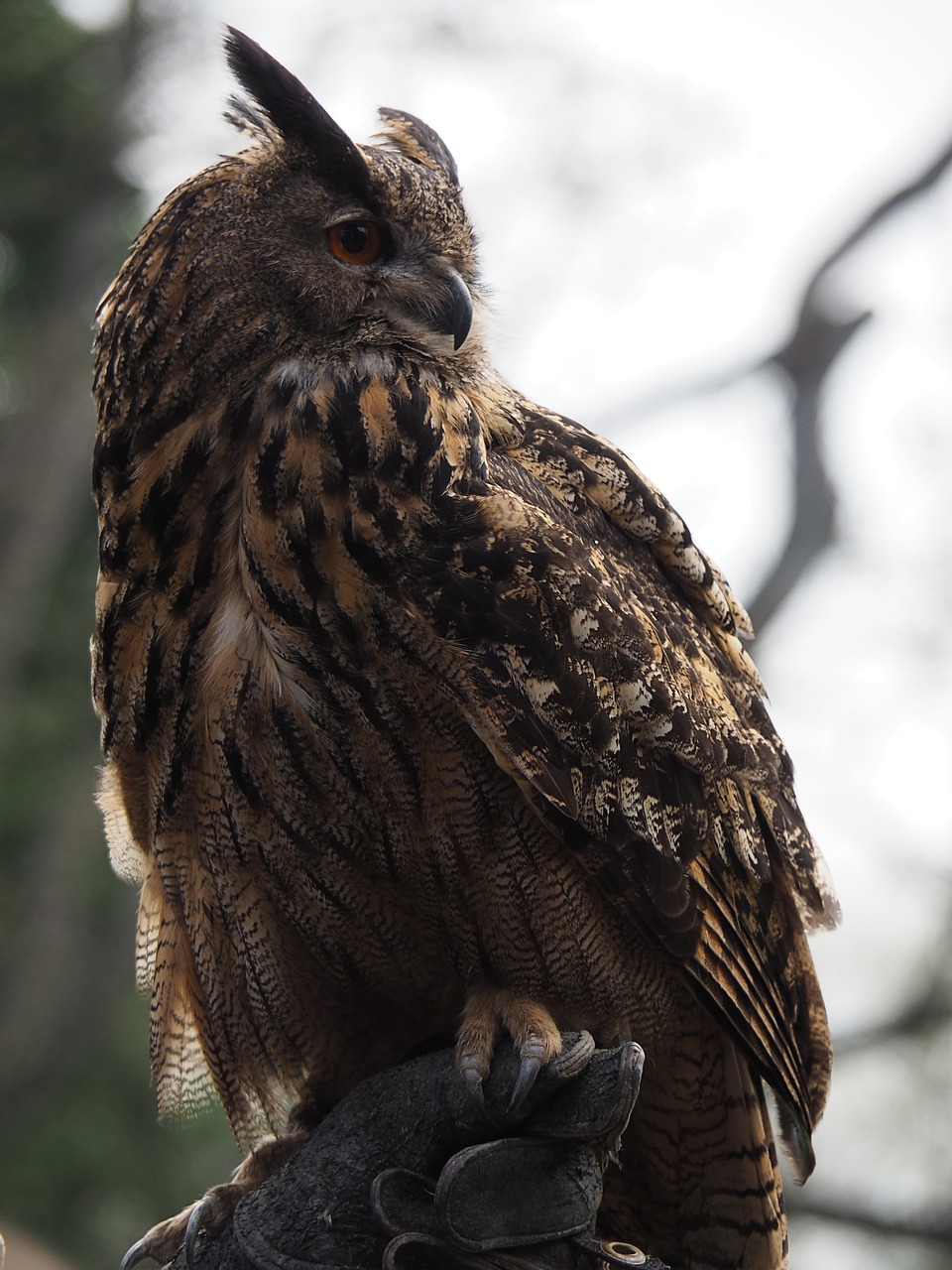 owl  bird  feather free photo