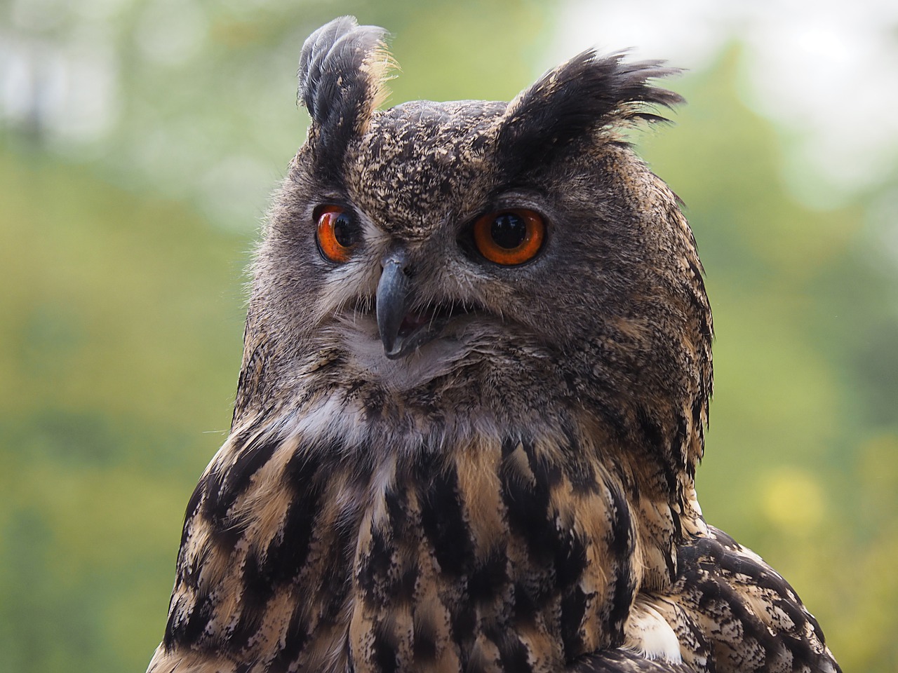 owl  bird  feather free photo