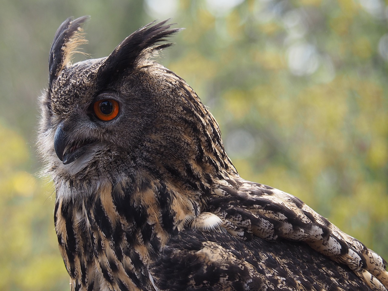 owl  predator  feather free photo